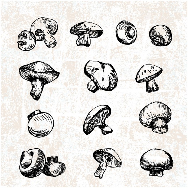 16款手绘蘑菇设计矢量素材16图库网精选