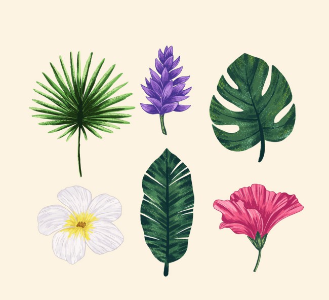 6款彩绘热带花朵和树叶矢量图普贤居素材网精选