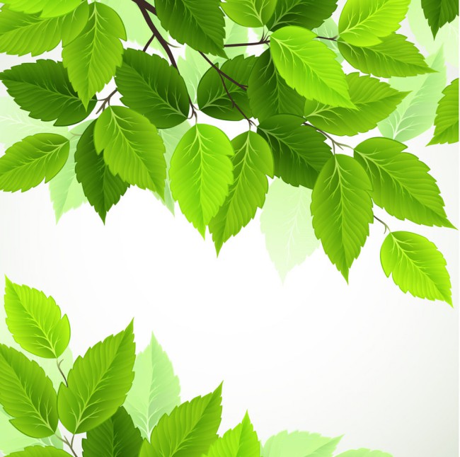 逼真春季绿色树叶矢量素材16图库网精选