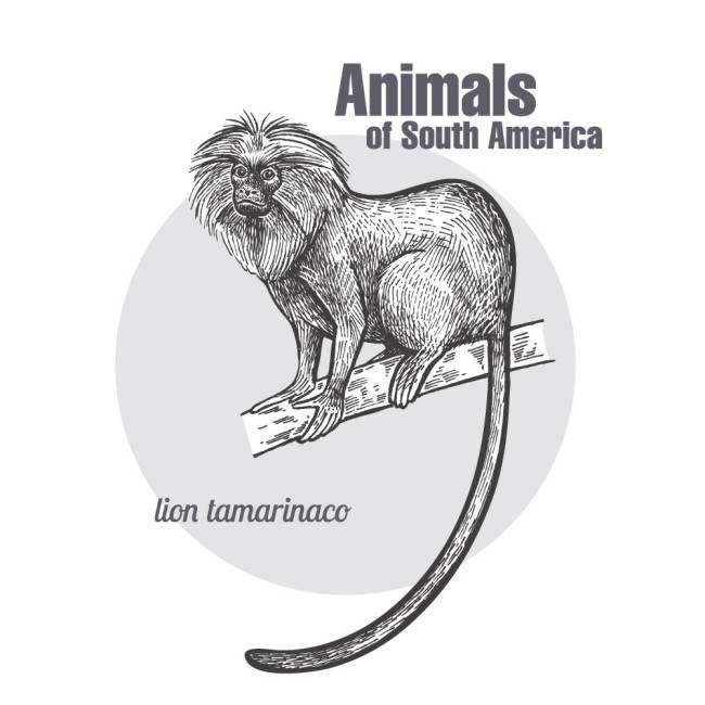 手绘南美洲狮面狨矢量素材素材天下精选