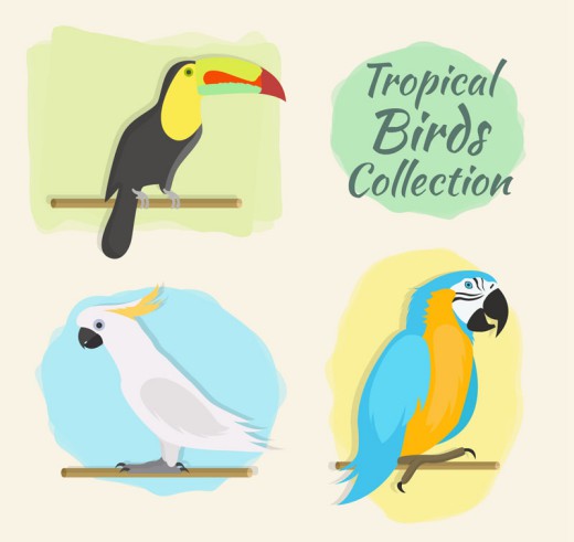 3款彩色热带鸟类矢量素材素材天下精选