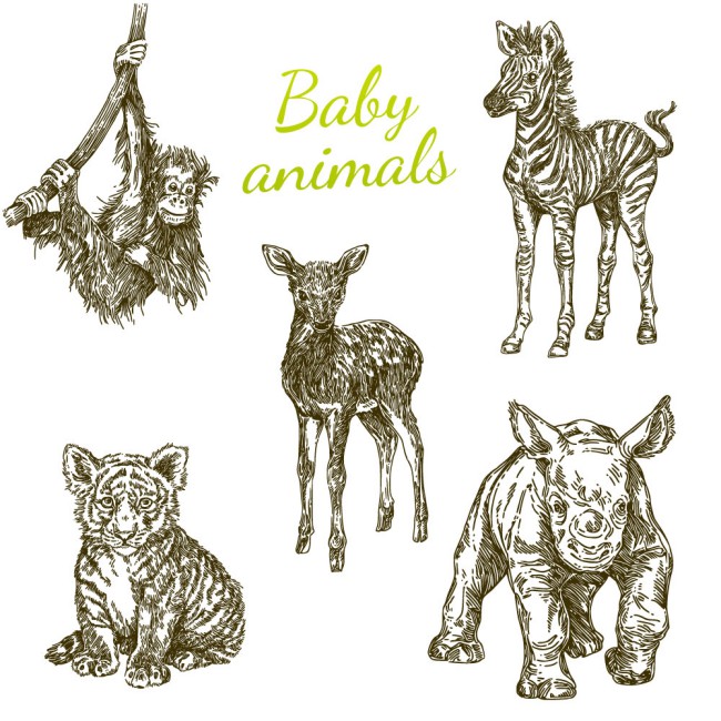 5款手绘幼年野生动物矢量素材16素材网精选