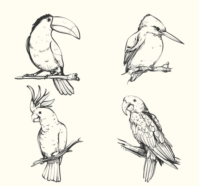 4款手绘鸟类设计矢量素材16设计网精选