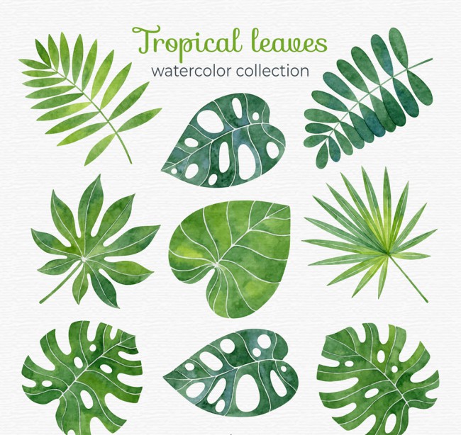 9款水彩绘热带树叶矢量素材16素材网精选