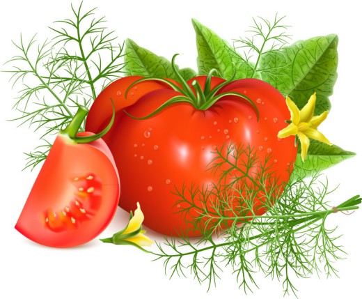 新鲜西红柿设计矢量素材16素材网精选