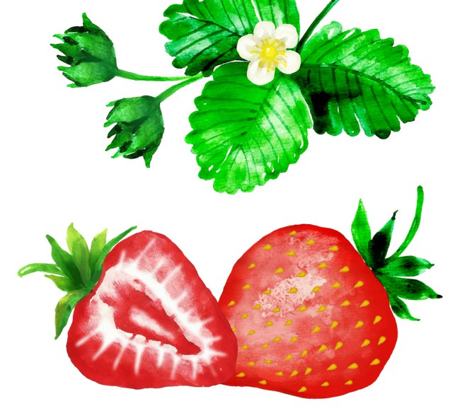 水彩绘草莓和草莓叶矢量素材16图库网精选