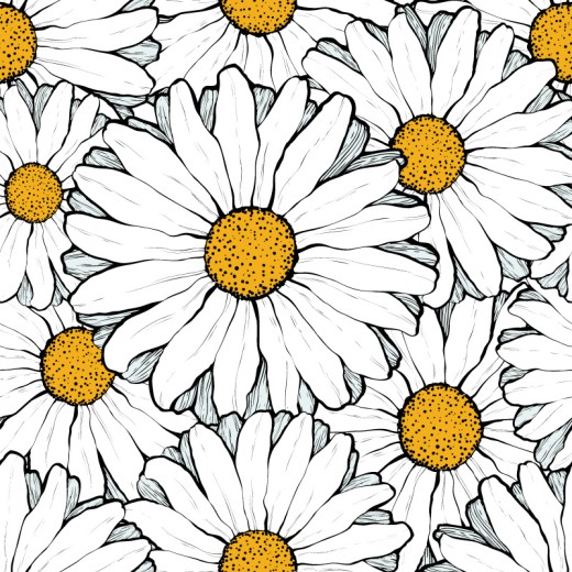白色太阳菊背景矢量素材16设计网精选