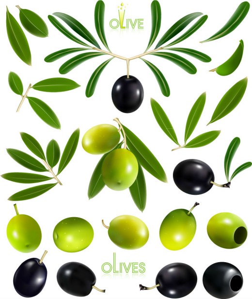 精美油橄榄和橄榄设计矢量素材16图