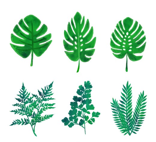 6款绿色植物叶子矢量素材普贤居素
