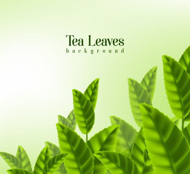 绿色新鲜茶叶矢量素材16图库网精选