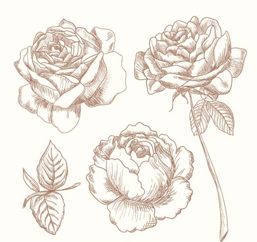 3款手绘玫瑰花矢量素材16图库网精选