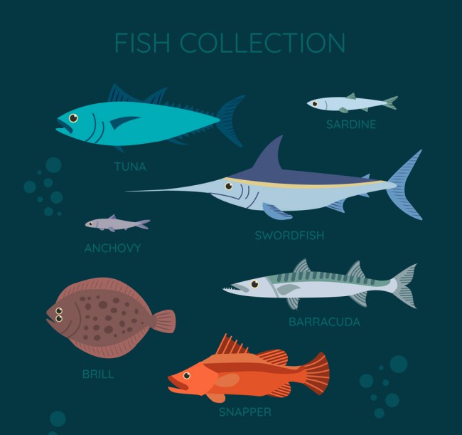 7款彩色海洋鱼类设计矢量素材16图库网精选