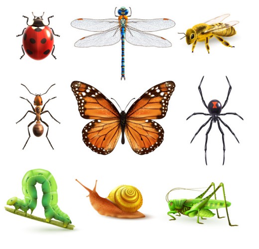 9款精美昆虫设计矢量素材16图库网精选