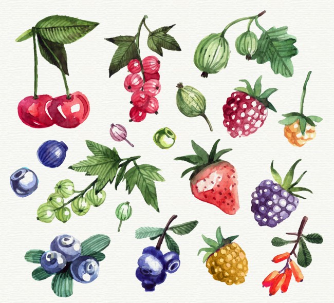 17款水彩绘新鲜水果矢量素材16素材网精选