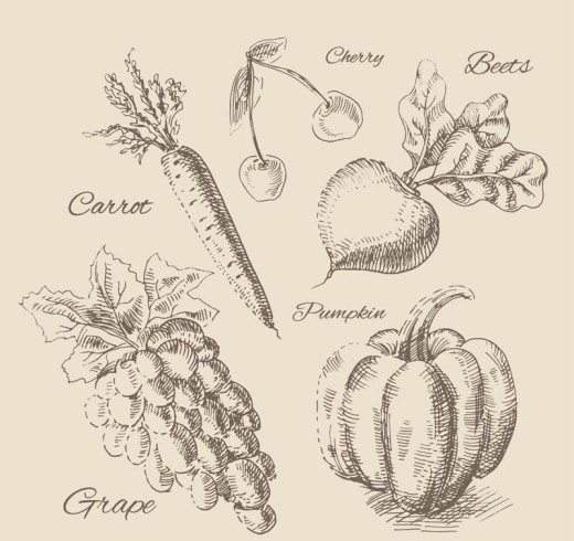5款逼真手绘水果和蔬菜矢量图16设计网精选
