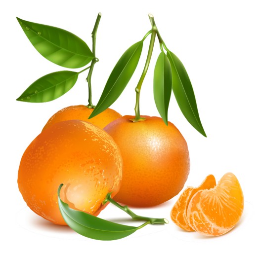 新鲜橘子设计矢量素材素材天下精选