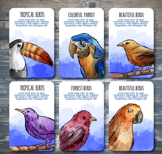 6款彩绘热带鸟类卡片矢量素材16设计网精选